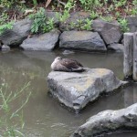 一之江境川親水公園（東京都江戸川区）