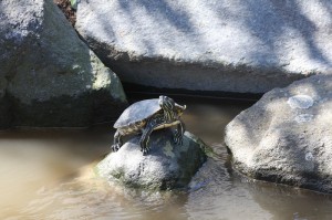 クサガメ