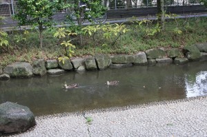 小松川境川親水公園