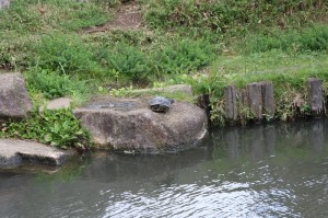 小松川境川親水公園